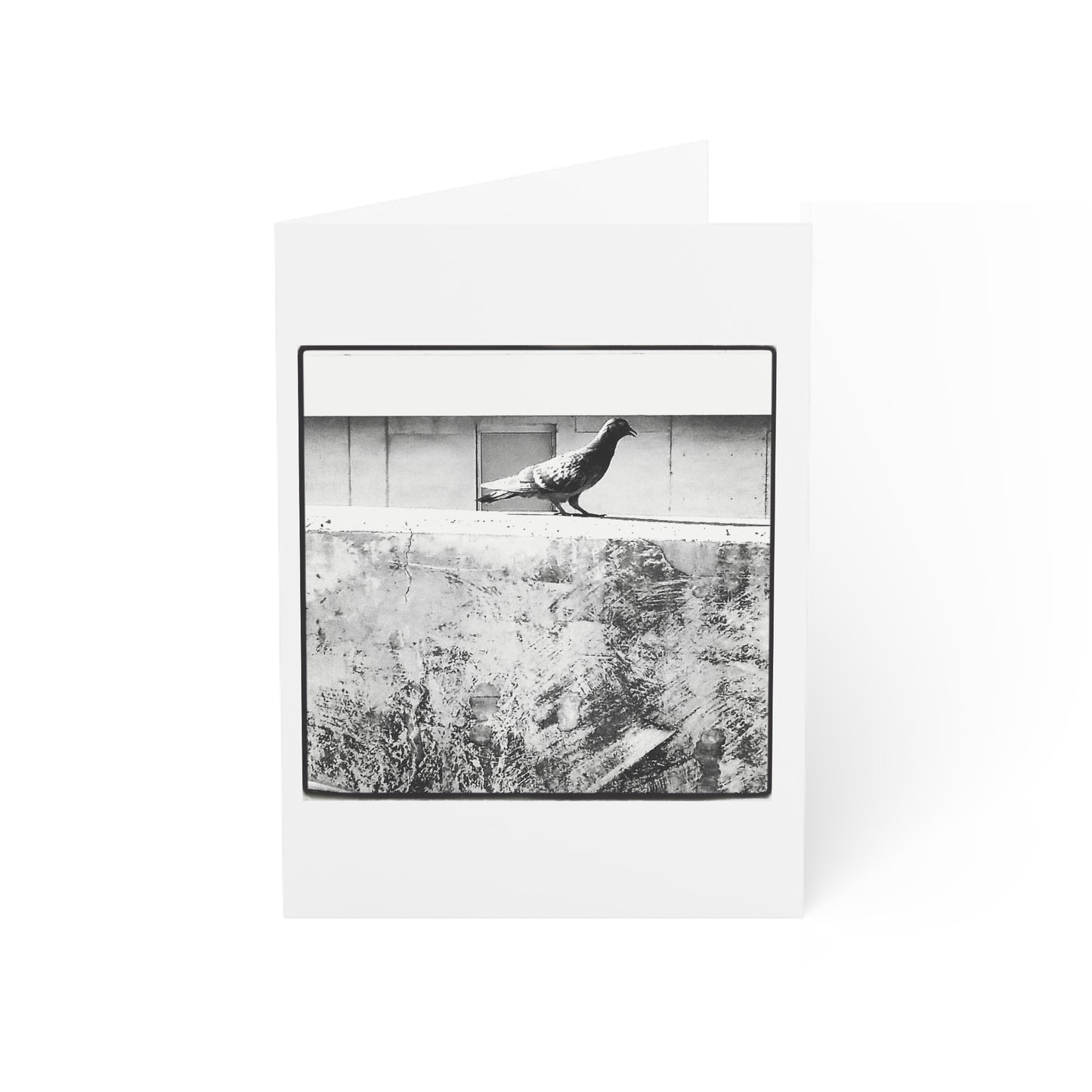 Concrete Pigeon